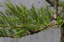 Load image into Gallery viewer, Pond Cypress | Medium Tree Seedling | The Jonsteen Company