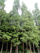 Load image into Gallery viewer, Pond Cypress | Medium Tree Seedling | The Jonsteen Company