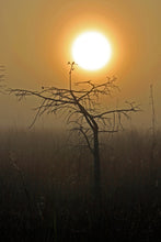 Load image into Gallery viewer, Pond Cypress | Medium Tree Seedling | The Jonsteen Company
