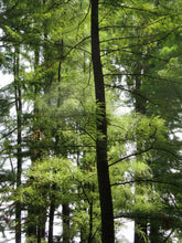 Load image into Gallery viewer, Pond Cypress | Medium Tree Seedling | The Jonsteen Company