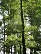 Load image into Gallery viewer, Pond Cypress | The Jonsteen Company