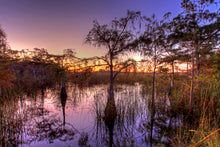 Load image into Gallery viewer, Pond Cypress | Medium Tree Seedling | The Jonsteen Company