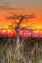 Load image into Gallery viewer, Pond Cypress | Medium Tree Seedling | The Jonsteen Company