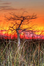 Load image into Gallery viewer, Pond Cypress | The Jonsteen Company