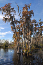 Load image into Gallery viewer, Pond Cypress | Medium Tree Seedling | The Jonsteen Company