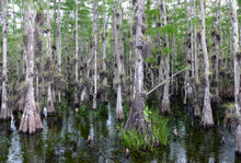 Load image into Gallery viewer, Pond Cypress | Medium Tree Seedling | The Jonsteen Company
