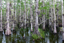 Load image into Gallery viewer, Pond Cypress | The Jonsteen Company
