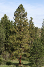 Load image into Gallery viewer, Ponderosa Pine | Lot of 30 Tree Seedlings | The Jonsteen Company