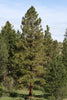 Ponderosa Pine | Seed Grow Kit | The Jonsteen Company