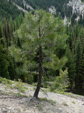 Load image into Gallery viewer, Ponderosa Pine | Lot of 30 Tree Seedlings | The Jonsteen Company