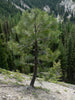 Ponderosa Pine | Seed Grow Kit | The Jonsteen Company