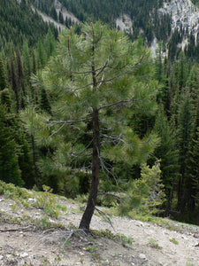 Ponderosa Pine | Small Tree Seedling | The Jonsteen Company