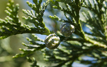 Load image into Gallery viewer, Port Orford Cedar | Lot of 30 Tree Seedlings | The Jonsteen Company