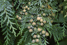 Load image into Gallery viewer, Port Orford Cedar | Lot of 30 Tree Seedlings | The Jonsteen Company
