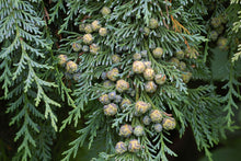 Load image into Gallery viewer, Port Orford Cedar | Small Tree Seedling | The Jonsteen Company