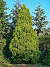 Load image into Gallery viewer, Port Orford Cedar | Lot of 30 Tree Seedlings | The Jonsteen Company