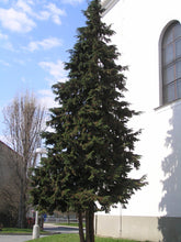 Load image into Gallery viewer, Port Orford Cedar | Small Tree Seedling | The Jonsteen Company