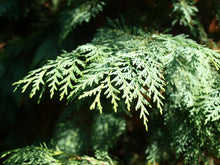 Load image into Gallery viewer, Port Orford Cedar | Lot of 30 Tree Seedlings | The Jonsteen Company