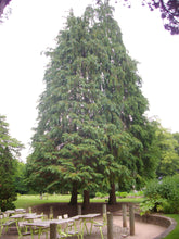 Load image into Gallery viewer, Port Orford Cedar | Small Tree Seedling | The Jonsteen Company