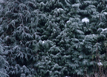 Load image into Gallery viewer, Port Orford Cedar | Small Tree Seedling | The Jonsteen Company
