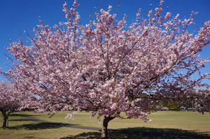 Flowering Cherry Blossom | Medium Tree Seedling | The Jonsteen Company