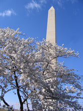 Load image into Gallery viewer, Flowering Cherry Blossom | Washington D.C. | Prunus x yedoensis | The Jonsteen Company