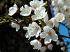 Flowering Cherry Blossom | Parks Collection | Seed Grow Kit | The Jonsteen Company