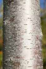 Load image into Gallery viewer, Yoshino Cherry | Small Tree Seedling | The Jonsteen Company