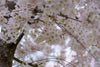 Flowering Cherry Blossom | Washington D.C. | Prunus x yedoensis | The Jonsteen Company
