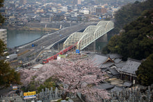 Load image into Gallery viewer, Yoshino Cherry | Small Tree Seedling | The Jonsteen Company