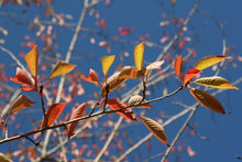 Load image into Gallery viewer, Yoshino Cherry | Small Tree Seedling | The Jonsteen Company