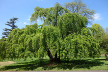 Load image into Gallery viewer, Yoshino Cherry | Small Tree Seedling | The Jonsteen Company
