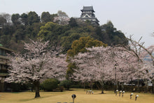 Load image into Gallery viewer, Yoshino Cherry | Small Tree Seedling | The Jonsteen Company