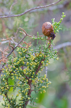 Load image into Gallery viewer, Pygmy Cypress | Small Tree Seedling | The Jonsteen Company