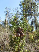 Load image into Gallery viewer, Pygmy Cypress | Small Tree Seedling | The Jonsteen Company