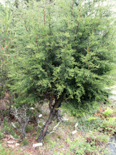 Load image into Gallery viewer, Pygmy Cypress | Small Tree Seedling | The Jonsteen Company