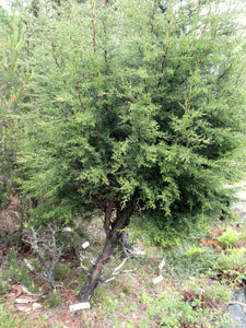 Pygmy Cypress | Small Tree Seedling | The Jonsteen Company