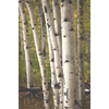 Quaking Aspen | Seed Grow Kit | The Jonsteen Company