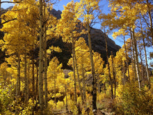 Load image into Gallery viewer, Quaking Aspen | Small Tree Seedling | The Jonsteen Company