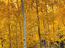 Load image into Gallery viewer, Quaking Aspen | Small Tree Seedling | The Jonsteen Company
