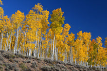 Load image into Gallery viewer, Quaking Aspen | Small Tree Seedling | The Jonsteen Company