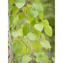 Load image into Gallery viewer, Quaking Aspen | Small Tree Seedling | The Jonsteen Company