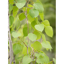 Load image into Gallery viewer, Quaking Aspen | Seed Grow Kit | The Jonsteen Company