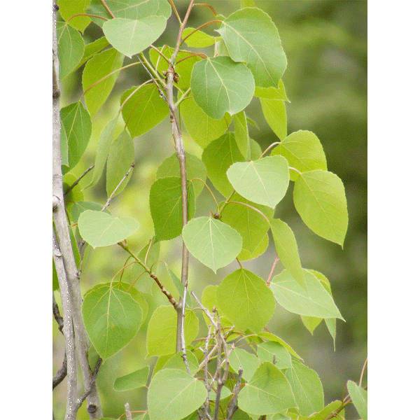 Quaking Aspen | Seed Grow Kit | The Jonsteen Company