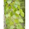 Quaking Aspen | Seed Grow Kit | The Jonsteen Company