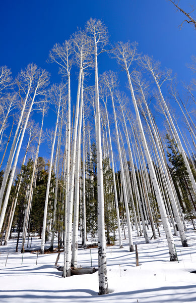 Quaking Aspen | Seed Grow Kit | The Jonsteen Company