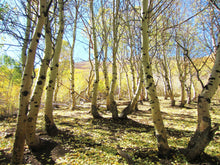 Load image into Gallery viewer, Quaking Aspen | Small Tree Seedling | The Jonsteen Company