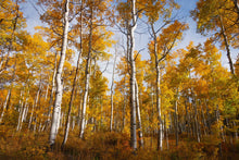 Load image into Gallery viewer, Quaking Aspen | Seed Grow Kit | The Jonsteen Company