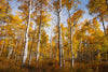 Quaking Aspen | Seed Grow Kit | The Jonsteen Company