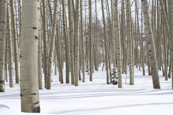 Quaking Aspen | Seed Grow Kit | The Jonsteen Company